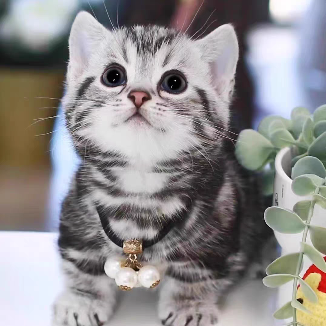 猫舍直销批发价格出售曼基康矮脚猫